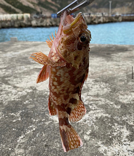 イソカサゴの釣果