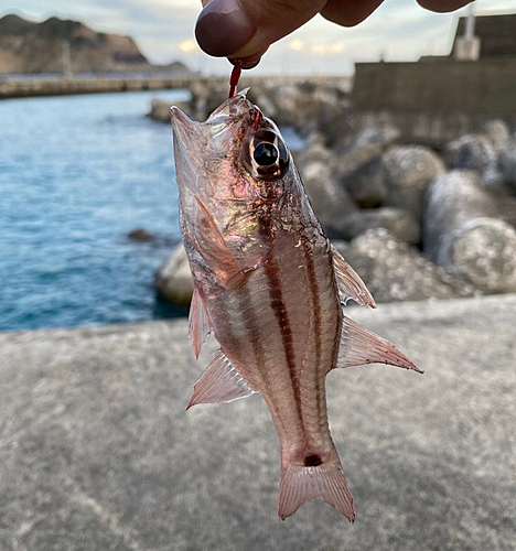 オオスジイシモチの釣果