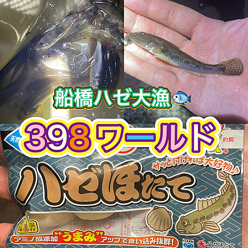 マハゼの釣果