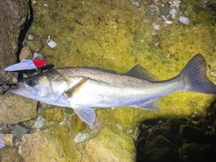 シーバスの釣果