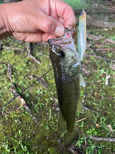 ブラックバスの釣果