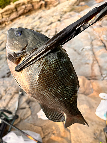 グレの釣果