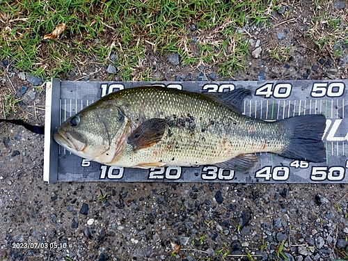 ブラックバスの釣果