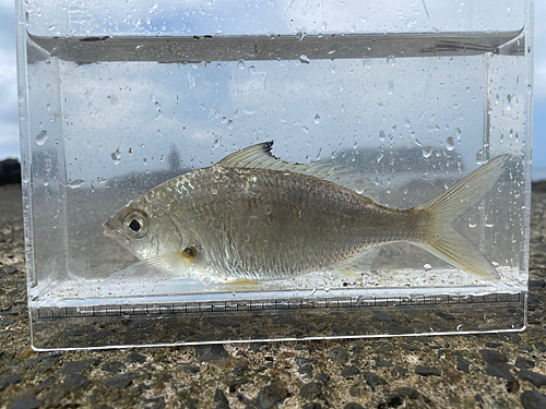 クロサギの釣果