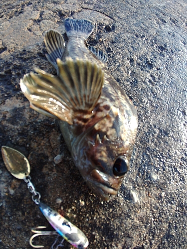 クロソイの釣果