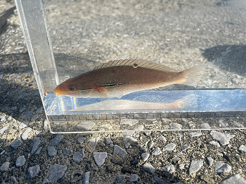 ニシキベラの釣果