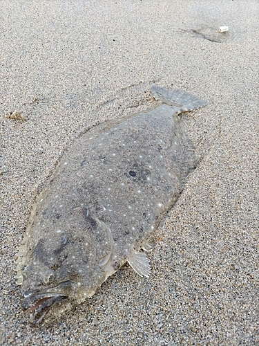 ヒラメの釣果