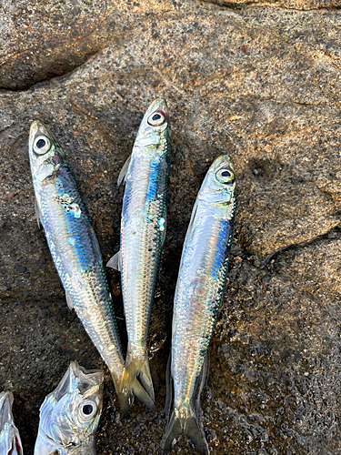 イワシの釣果