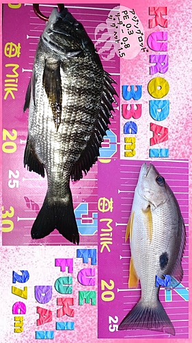 クロダイの釣果