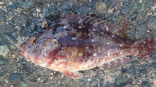 ブダイの釣果