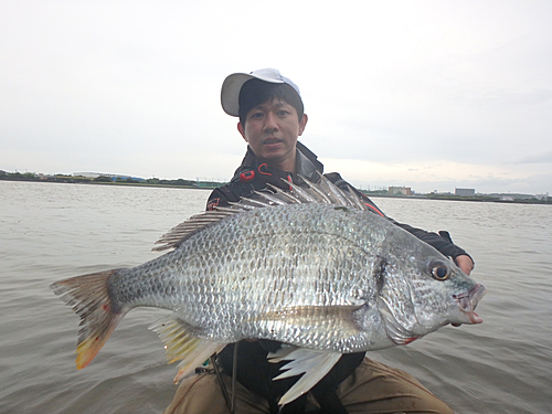 キビレの釣果