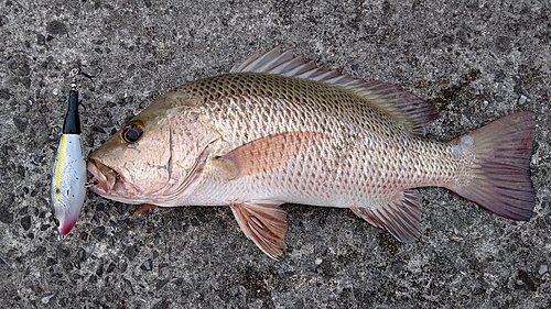 ゴマフエダイの釣果