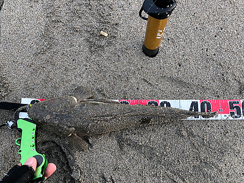 マゴチの釣果