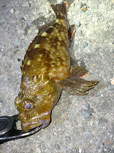 カサゴの釣果