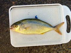 ショゴの釣果