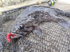 クロソイの釣果