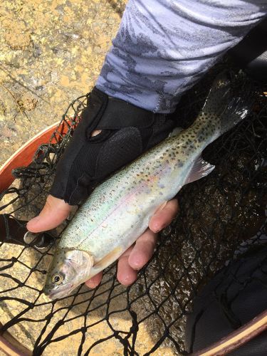 ニジマスの釣果