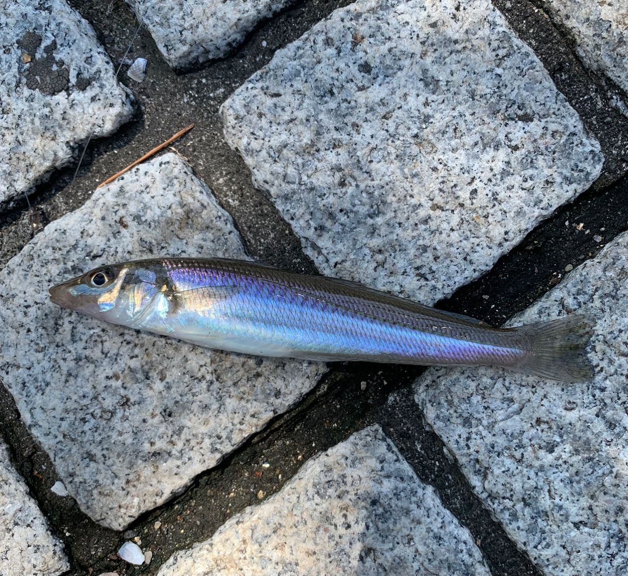 シロギス