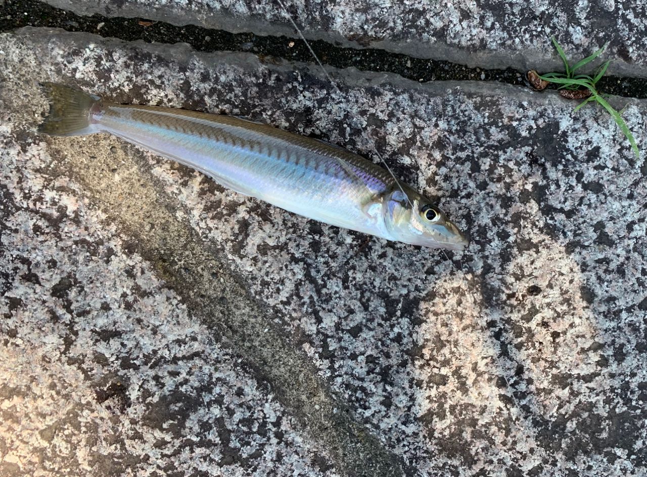 シロギス