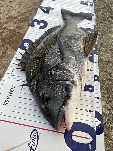 クロダイの釣果