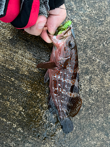 キジハタの釣果