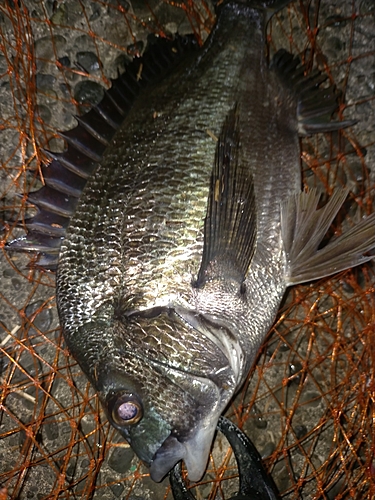 クロダイの釣果