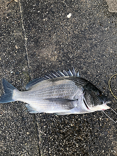 クロダイの釣果