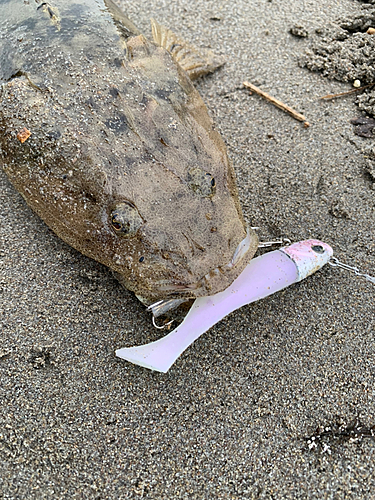 マゴチの釣果