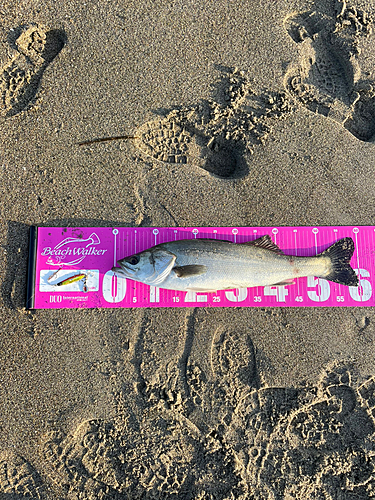 セイゴ（マルスズキ）の釣果