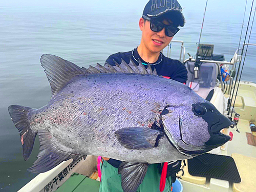 イシダイの釣果