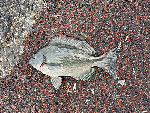 メジナの釣果