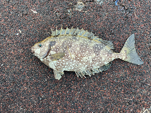 アイゴの釣果