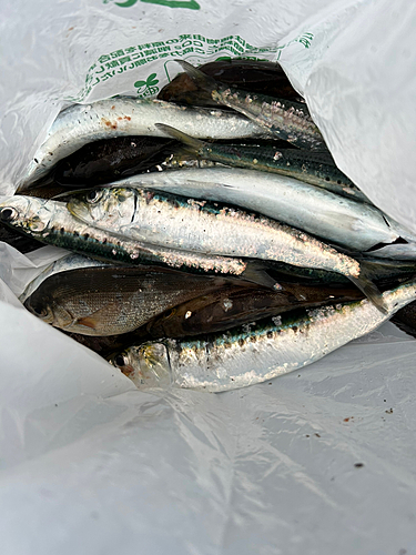 イワシの釣果