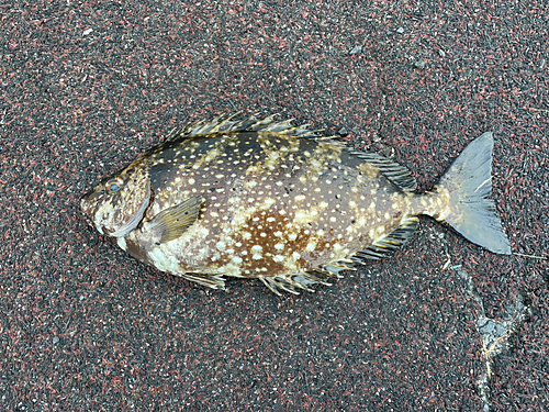 アイゴの釣果