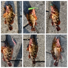 ガシラの釣果