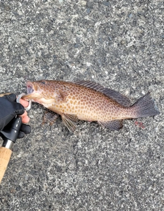 オオモンハタの釣果