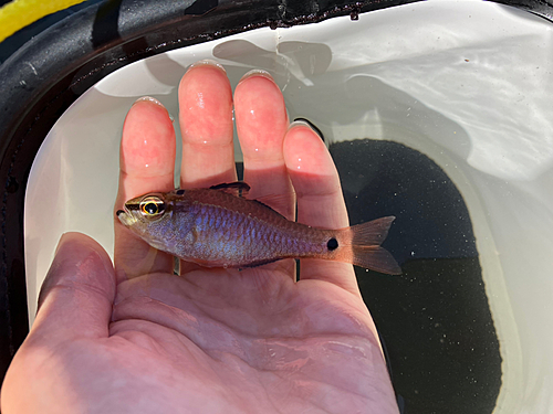 ネンブツダイの釣果