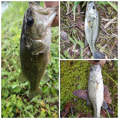 ブラックバスの釣果