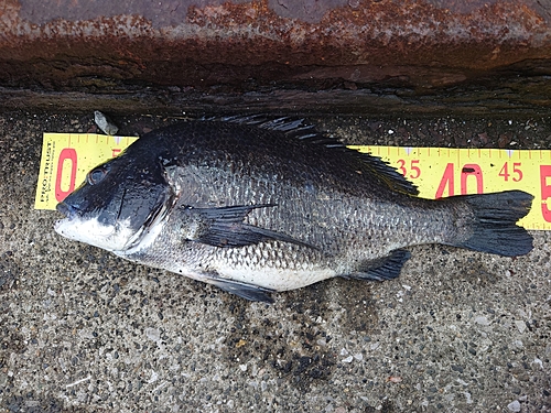 クロダイの釣果