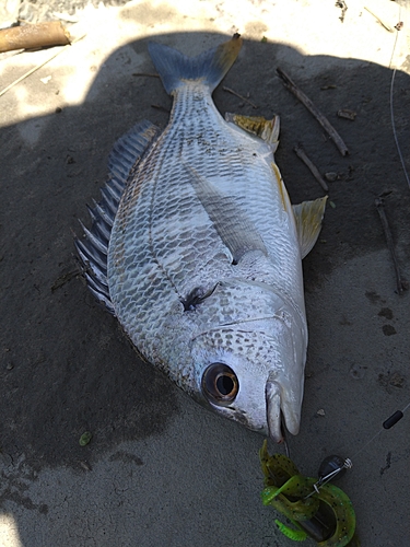 キビレの釣果