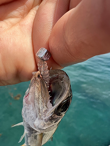 ムツの釣果