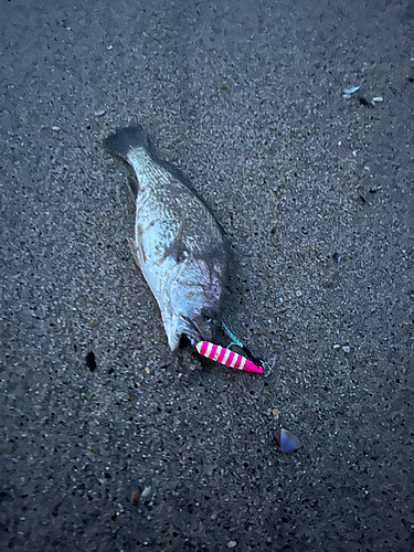 イシモチの釣果