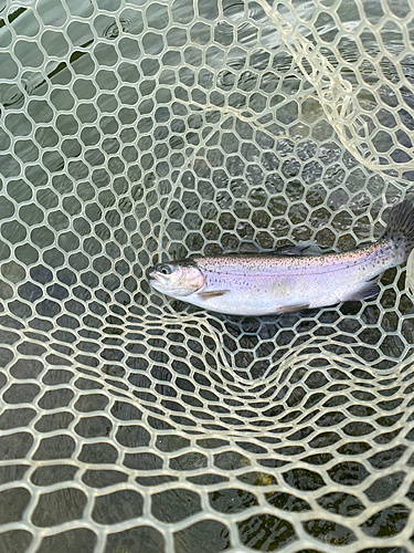 ニジマスの釣果