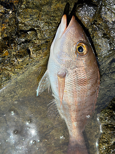 フエフキダイの釣果