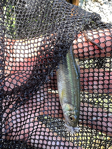 カワムツの釣果