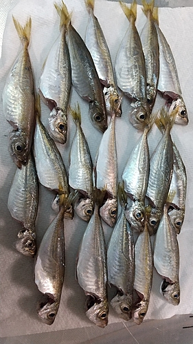 アジの釣果