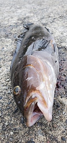 アブラコの釣果