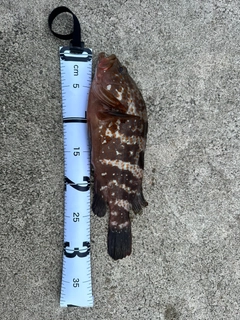 釣果