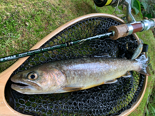 イワナの釣果