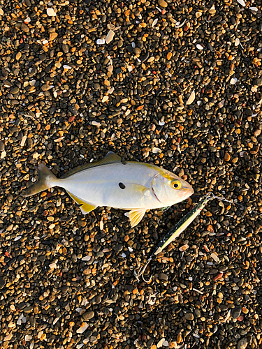 ショゴの釣果